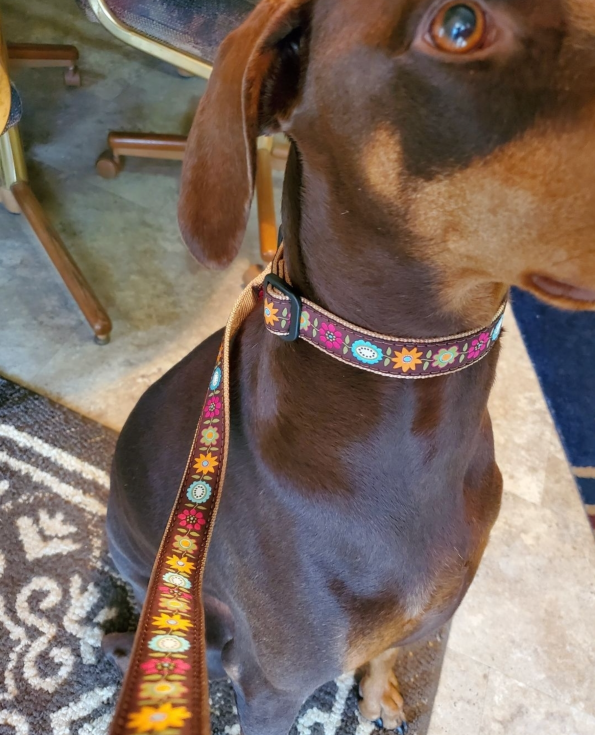 BELLA-FLORAL-DOG-COLLAR-LEASH