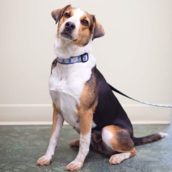 DAISY-DOG-COLLAR-LEASH-HARNESS