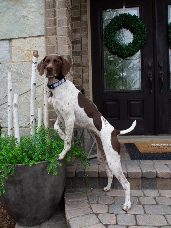 DAISY-DOG-COLLAR-LEASH-HARNESS-BOULDERBARKS0