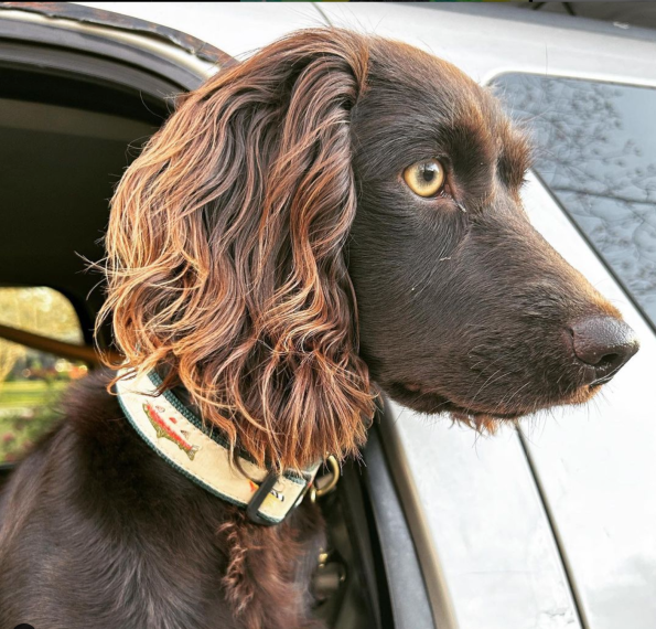 FLY-FISHING-DOG-COLLAR_8d665367-cfb9-4fbd-a83f-22745de67b0e