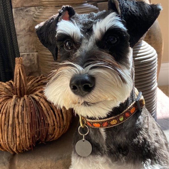 HARVEST-TIME-THANKSGIVING-DOG-COLLAR-LEASH-HARNESS-BOULDERBARKS