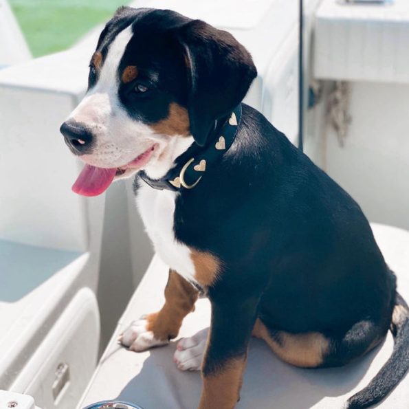 HEARTS-OF-GOLD-DOG-COLLAR-LEASH-HARNESS-BOULDERBARKS