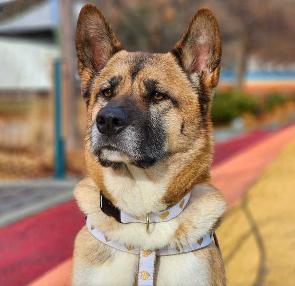 HEARTS-OF-GOLD-WHITE-DOG-HARNESS-COLLAR