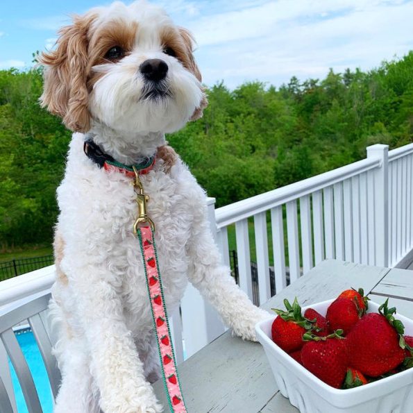 STRAWBERRY-FIELDS-DOG-COLLAR-LEASH-HARNESS-40