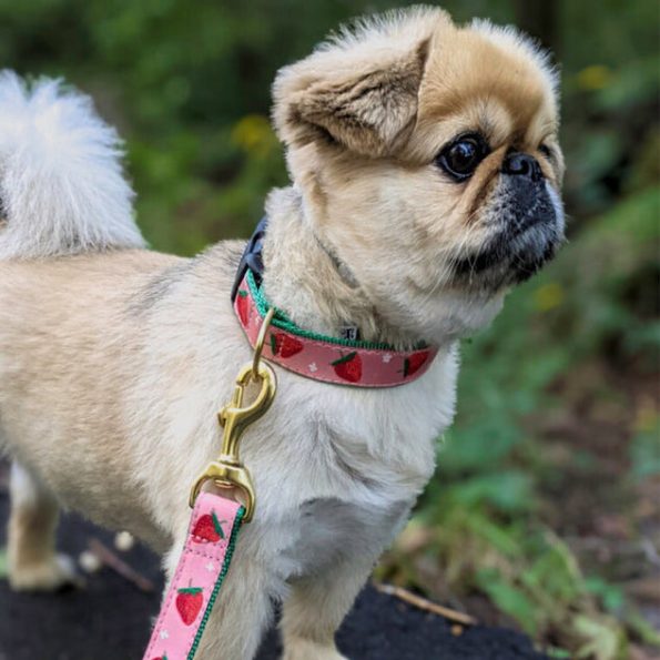 STRAWBERRY-FIELDS-DOG-COLLAR-LEASH-HARNESS